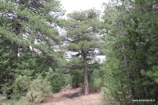 Monte Baracca